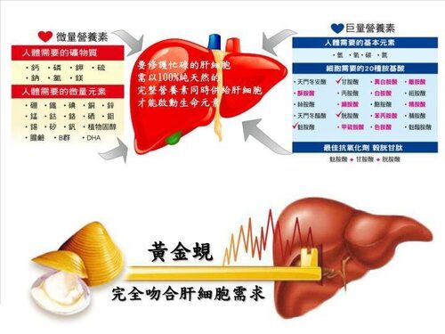 綠川黃金蜆 - 第一飛翔國際股份有限公司 品牌形象