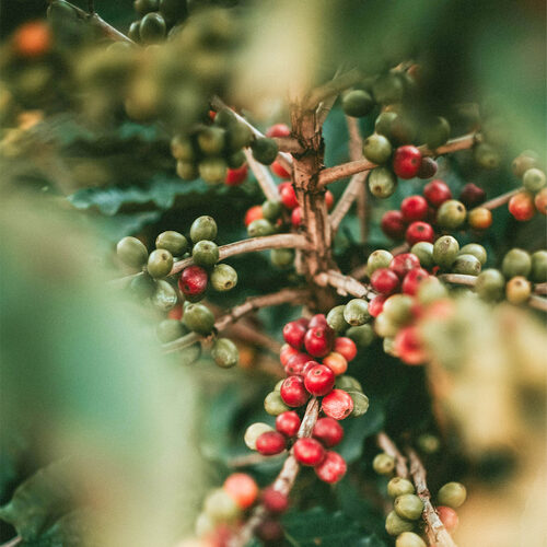 季洋咖啡  品牌圖片 #1