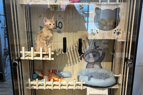 歐米茄義式料理 品牌形象