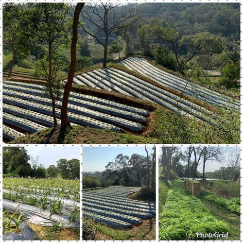 天萃苑/ILIAD 品牌形象