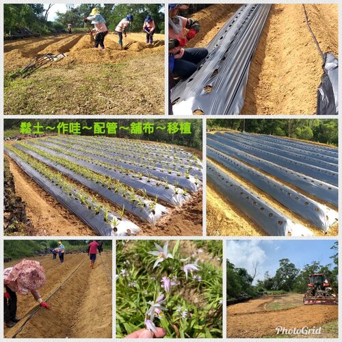 天萃苑/ILIAD 品牌形象